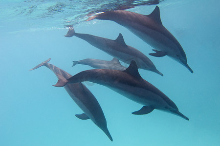 热带海摄影照片_一些海豚在蓝色水背景的热带海