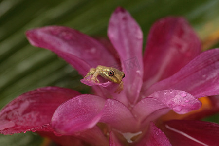 可爱的小松林树蛙 Dryphophytes femoralis 栖息在