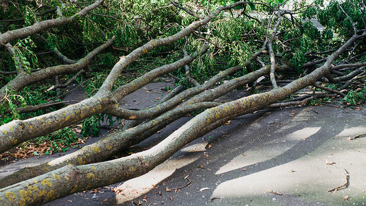 倒下的树在地上，特写镜头。在强风中躺在地上的树。
