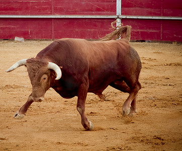 牛艺术摄影照片_斗牛场勇敢而危险的棕牛