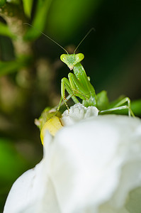 绿色自然中的螳螂