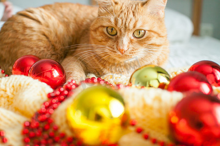 一只懒惰的胖姜猫躺在一条黄色针织毯子上，上面放着新年玩具：金球和红球。