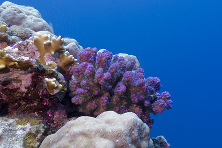 热带海摄影照片_与紫罗兰色硬珊瑚的珊瑚礁在热带海