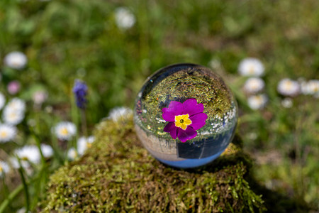 苔藓覆盖的石头上紫色报春花的水晶球