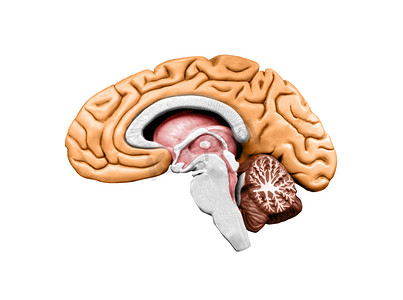 大脑模型
