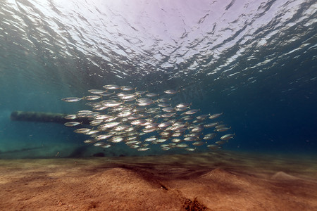 海底鱼背景摄影照片_红海中的条纹鲭鱼 (rastrelliger kanagurta)。