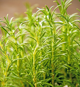 迷迭香，春天新鲜的绿色药草