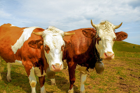 牛铃摄影照片_山上的奶牛有角和牛铃
