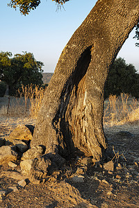 一棵老橡子树的树干