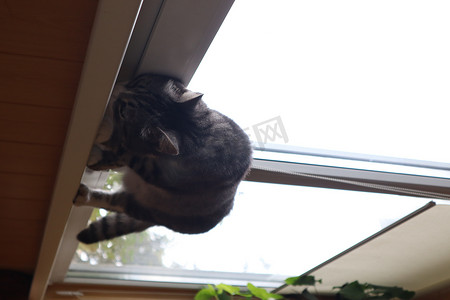 一只灰猫站在窗边的窗台上