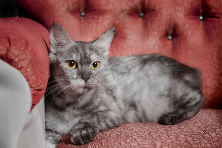 银猫斜倚在红色沙发上