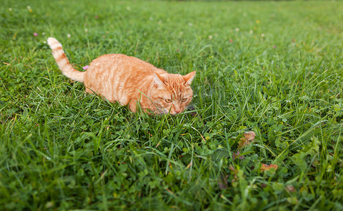 长着橙色眼睛的短毛猫红色虎斑猫蹲在新鲜的绿色草丛中。