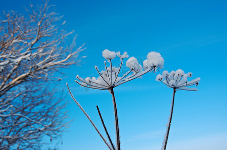 冬天的场景。冻花