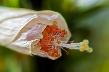 香水植物摄影照片_关闭桃红色芙蓉芽、花粉、授粉、植物、自然