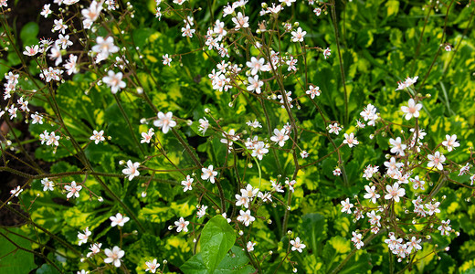 在领域的小白花在绿草背景。