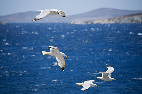 海鸥在希腊