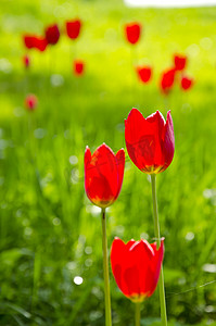春天郁金香花摄影照片_红色郁金香花盛开在春天的花园里。