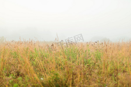 秋日田野摄影照片_在一个有雾的清晨，田野上的乡村景观。