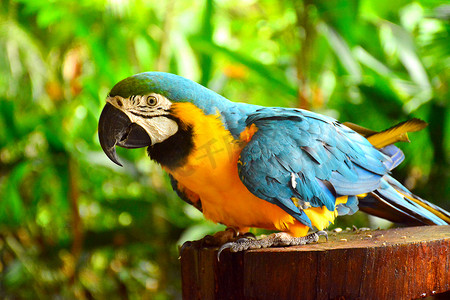 野生动物园摄影照片_在 Lok Kawi 野生动物园的 Ara 金刚鹦鹉鹦鹉