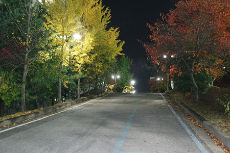 铺砌的人行道或两侧有树木的步行道的夜景