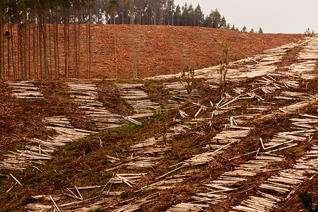 广袤的森林摄影照片_用于木材采伐的广袤砍伐桉树林