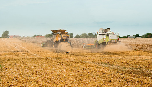 夏季在田间收割小麦。