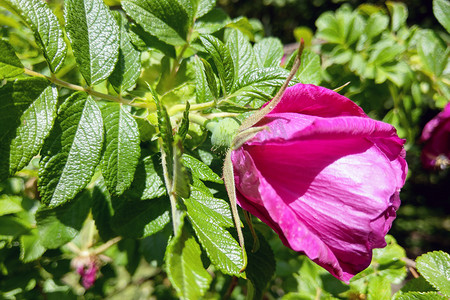 杂交玫瑰摄影照片_夏季花园中盛开的杂交蔷薇灌木。