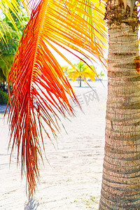 exoric 岛红色和橙色老棕榈叶的线条和纹理