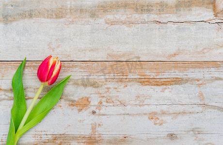 春天郁金香花摄影照片_在土气木头的美丽的红色郁金香花