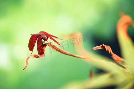 叶子大的草摄影照片_一只红蜻蜓在叶子上休息
