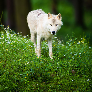 北极狼 (Canis lupus arctos) 又名北极狼或白狼