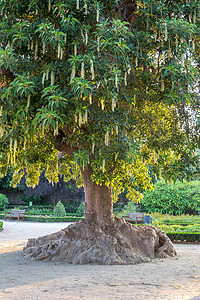 巴塞罗那花园中的一棵 Ombus 树（Phytolacca Dioca）