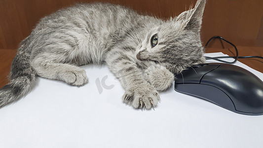 小猫在桌面上玩着电脑鼠标。