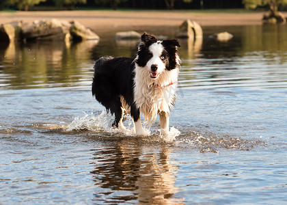 黑白牧羊犬在水中玩耍和游泳