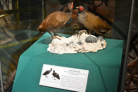 国家自然历史博物馆 Tabon 灌丛禽在马尼拉，P