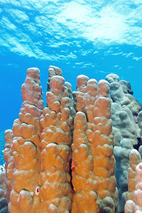热带 se 底部有大滨珊瑚的珊瑚礁