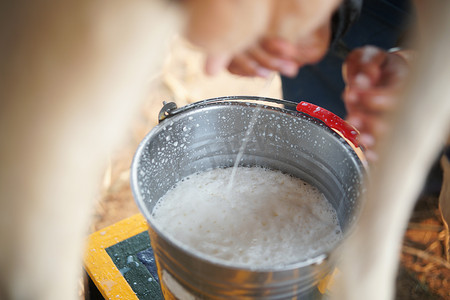 在奶牛场挤奶的奶牛乳头。