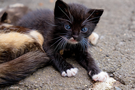 小黑猫摄影照片_蓝眼睛的小黑猫在户外。