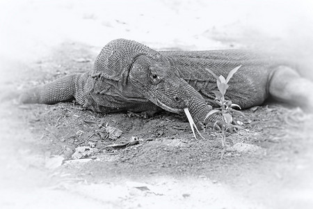 科莫多巨蜥