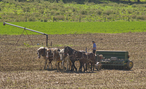 阿米什工人用 6 匹马拉着他的农具在田里干活