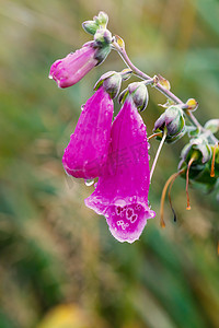 粉红色的花 Foxglove - Digitalis Purpurea