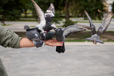 一群飞翔的岩鸽坐在手上，在城镇广场上用鸟种子喂食。