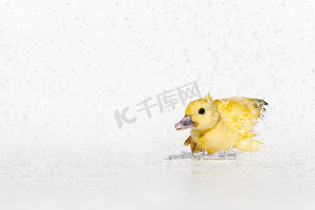 雨滴下的黄色新生儿小可爱湿小鸭落在白色背景上。