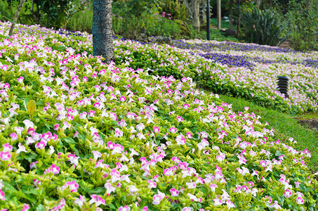 叉骨花园 (Torenia Fournieri Lindl)