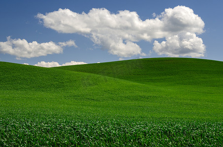 春天的午后，连绵起伏的绿色麦田和蓬松的云彩，美国华盛顿州惠特曼县