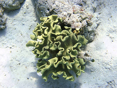 毒菌蘑菇皮革珊瑚