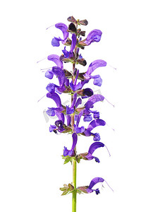 鼠尾草 (Salvia pratensis)