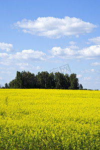 背景黄色油菜农田