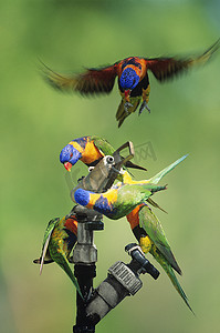 五只彩虹鹦鹉玩花园软管
