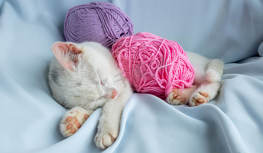 一只白色的小猫睡着一团淡紫色的线。